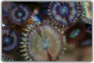 Golden Galaxy Zoanthids
